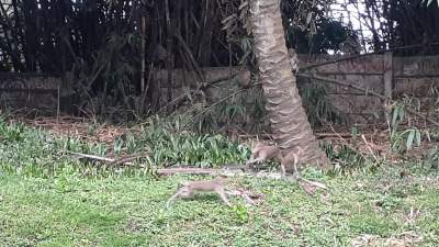 Kerap Serang Warga, Kawanan Monyet Liar di Puspiptek Bakal Direlokasi