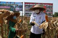 Wakil Bupati Tangerang Bareng Forkopimda Panen Raya Jagung Hibrida dan Ikan Lele