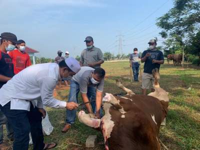Rayakan Idul Adha, Mad Romli Salurkan 52 Sapi Kurban