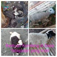 BPD Talagasari Soroti Kegiatan Fisik dan Non Fisik Dana Desa