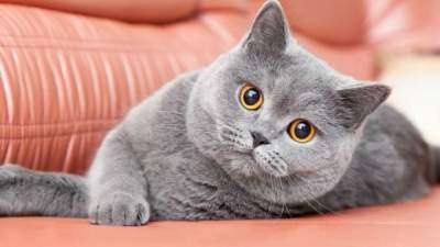 Ilustrasi Kucing jenis British Shorthair. (net)