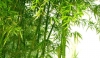 Memanfaatkan Bambu Sebagai Alternatif Rehabilitasi Hutan dan Lahan Kritis
