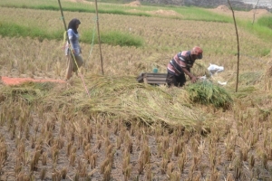 Warga Desa Kalanganyar Cilegon Mengeluh Tidak Ada Bantuan Pupuk Tani