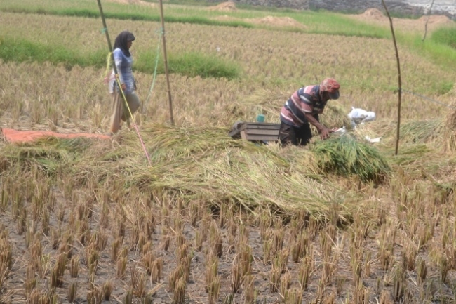 Warga Desa Kalanganyar Cilegon Mengeluh Tidak Ada Bantuan Pupuk Tani