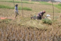 Warga Desa Kalanganyar Cilegon Mengeluh Tidak Ada Bantuan Pupuk Tani