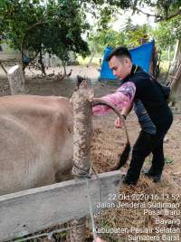 Teknologi Inseminasi Buatan untuk Peternak Sapi di Pessel