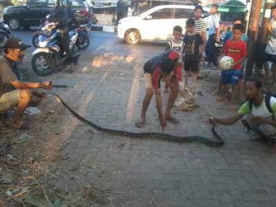 Seekor Ular Sanca Kembang Hebohkan Warga Karundang Kota Serang