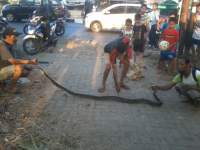 Seekor Ular Sanca Kembang Hebohkan Warga Karundang Kota Serang