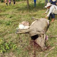 Kerbau yang disembelih oleh kawanan maling di kawasan industri KIEC.