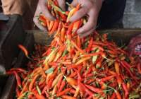 ilustrasi. (Dery Ridwansyah/JawaPos)