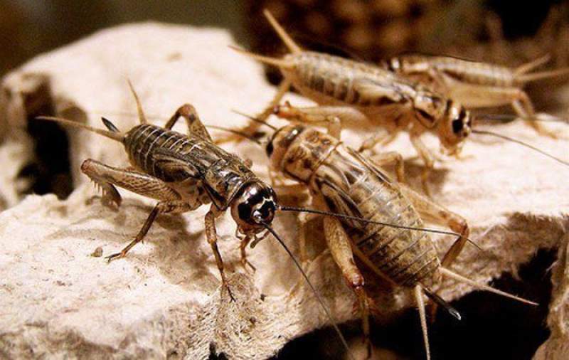 VIDIO: Ribuan Jangkrik Penuhi Tanah Suci Makkah, Jemaah Kesulitan Ibadah