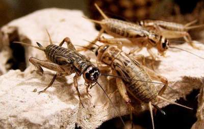 VIDIO: Ribuan Jangkrik Penuhi Tanah Suci Makkah, Jemaah Kesulitan Ibadah