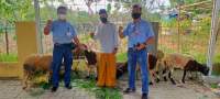 Hari Raya Idul Adha, Indah Kiat Serang Salurkan Puluhan Hewan Qurban