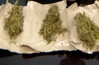 Bawa Empat Paket Ganja, Gadis Cantik Dicokok