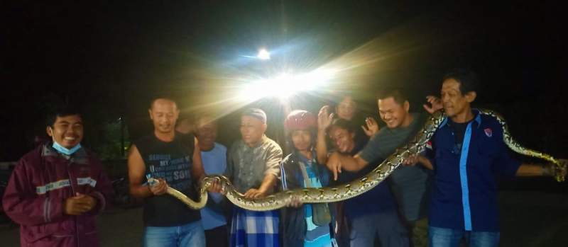 Warga Perumahan Harmony Tangkap Ular Sanca Sepanjang 3,5 Meter