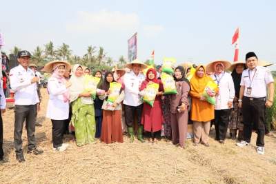 PJ Bupati Tangerang Gelar Panen Raya Padi Bersama Petani di Sukadiri