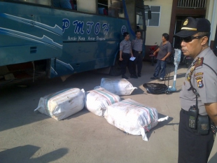 10 Karung Bunga Kamboja Kering Diamankan