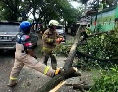 pohon tumbang di Balaraja.