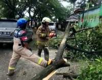 pohon tumbang di Balaraja.