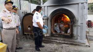 Pemusnahan Kedelai Bervirus oleh Balai Karantina Pertanian Bandara Soekarno Hatta Tangerang