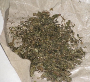 Sindikat Pengedar Ganja Kembali di Amankan Polres Serang