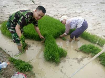 Babinsa Desa Jayasari Ikut Tanam Padi