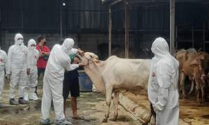 Kementrian Pertanian periksa hewan ternak yang terjangkit wabah PMK di peternakan sapi yang berada di Pondok Cabe, Pamulang, Tangerang Selatan pada Kamis (19/05/2022).