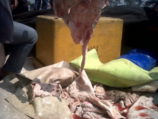 3 ton Daging Celeng Berhasil Diamankan BKSA Jabar di Merak.