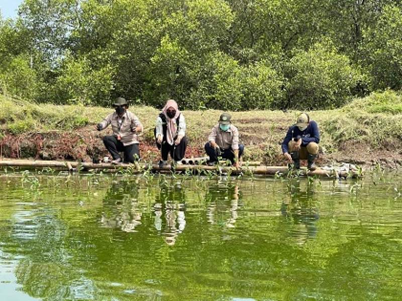 IKPP Tangerang Tanam 125 Ribu Bibit Mangrove di Pesisir Utara Tangerang