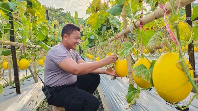 Babinkamtibmas Polsek Cilegon, Aipda Hamjah saat memetik buah melon golden di lahan garapannya, Senin (9/5/2022).