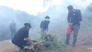 Bareskrim Mabes Polri Musnahkan 5 Hektare Ladang Ganja