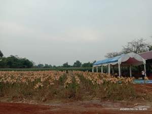 Horee, Tanaman Jagung Diatas Lahan 2 Hektar di Sindang Jaya Besok Dipanen