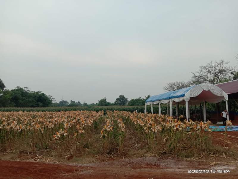 Horee, Tanaman Jagung Diatas Lahan 2 Hektar di Sindang Jaya Besok Dipanen