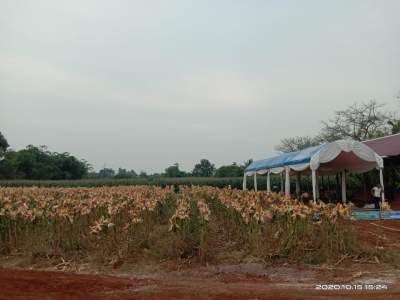 Horee, Tanaman Jagung Diatas Lahan 2 Hektar di Sindang Jaya Besok Dipanen