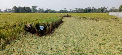 Tanaman padi roboh akibat angin kencang.