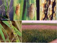 Hama Wereng Serang Area Sawah Di Lebak Selatan