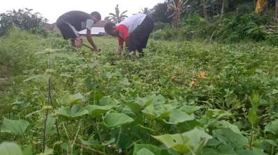 Manfaatkan Lahan Tidur, Warga Cilowong Tanam Ubi Jalar