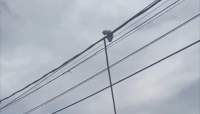 Momen Sekelompok Pria Evakuasi Kucing di Atas Kabel Listrik