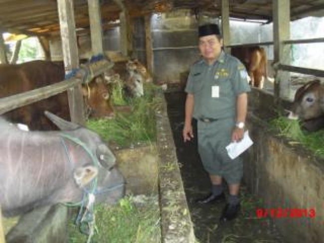Kandang Penggemukan Sapi Di Pondok Aren Dikeluhkan Warga