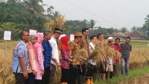 Petani Tambakbaya Panen Perdana Padi Varietas MIRA