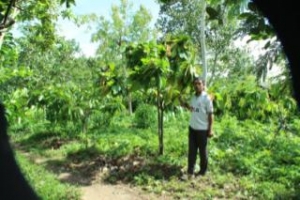 Penanaman kakao yang dilakukan oleh petani Serang