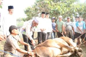 Polda Banten Kurbankan Puluhan Sapi