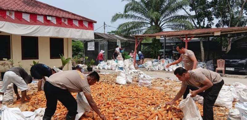 Polsek Sei Tualang Raso Turun Langsung Bantu Petani Olah 7 Ton Jagung