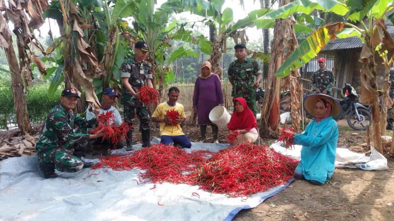 Koramil 0315 Panen Raya Cabai