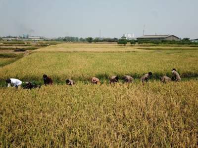 Banten Peringkat 9 Besar Produsen Beras Nasional