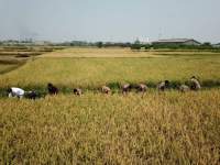 Banten Peringkat 9 Besar Produsen Beras Nasional