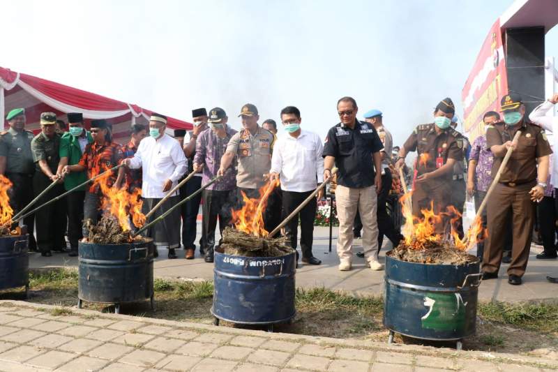 Wakil Bupati Bareng Kapolresta Musnahkan Ratusan Kilogram Ganja