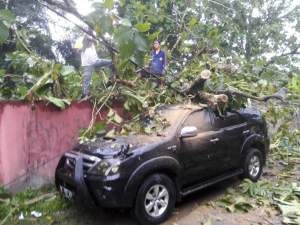 Akibat Hujan Lebat, Pohon Tumbang Timpa Mobil Warga