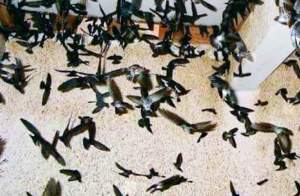 Reskrim Polsek Ciruas Ringkus DPO Pencurian Sarang Walet