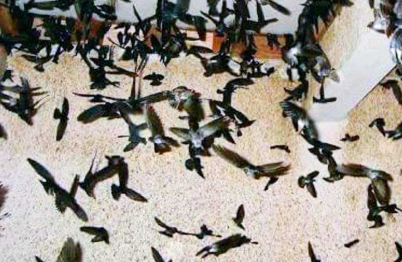 Reskrim Polsek Ciruas Ringkus DPO Pencurian Sarang Walet